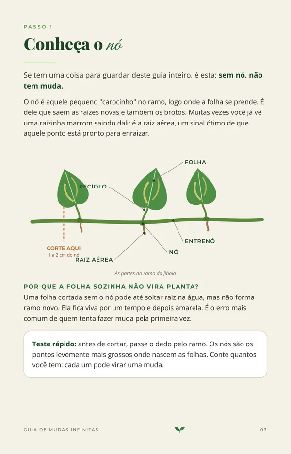 Página do guia mostrando as partes do ramo e onde fica o nó