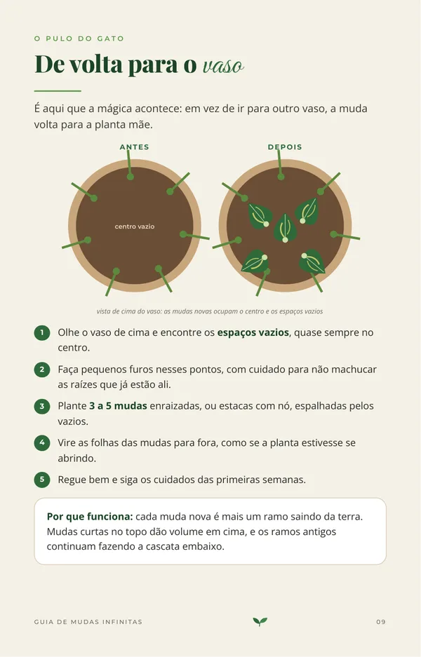Página do guia mostrando como plantar as mudas de volta no vaso